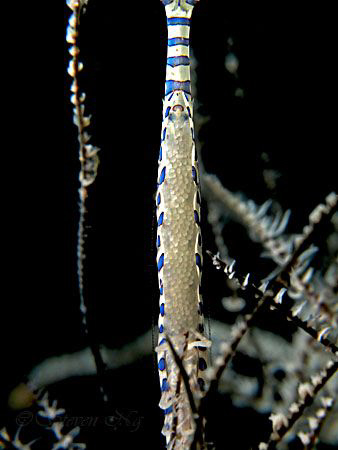 eggs...lots of it..
Canon G10, twin INON Macro, INON Strobe by Ng Steven 