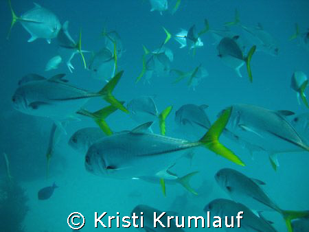 yellowtails swimming by Kristi Krumlauf 