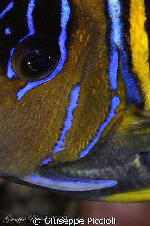 The knife, Blue girdled angelfish by Giuseppe Piccioli 