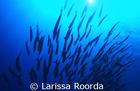 Baracuda. hhhmmm. Looked much better on my computer.  Oh ... by Larissa Roorda 