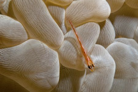 Tiny goby on a bubble coral by Andy Lerner 
