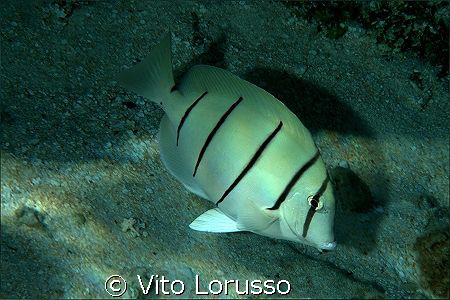 Fishs by Vito Lorusso 