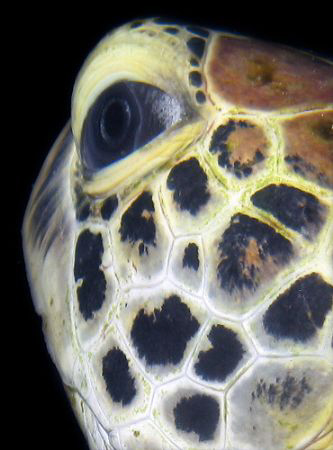 Green Turtle Profile by Martin Dalsaso 