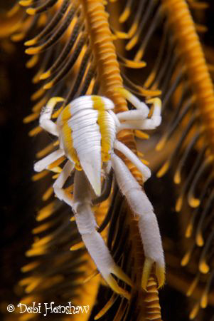 Elegant Squat Lobster uncropped by Debi Henshaw 