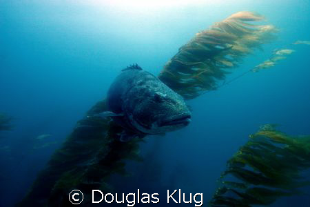 The Magestic One.
Black Sea Bass (or Giant Sea Bass) at ... by Douglas Klug 