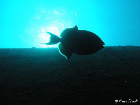 Egyptian underwater solar eclipse by Marco Faimali 