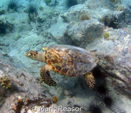 Hawksbill turtle in the waters off St. John by Mark Reasor 