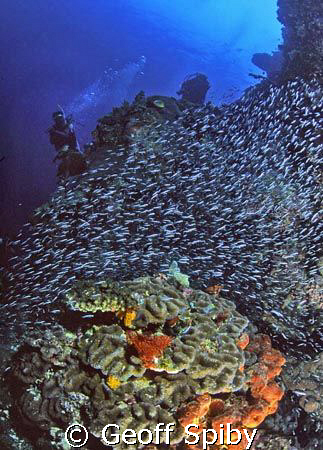 Bunaken reefscene by Geoff Spiby 