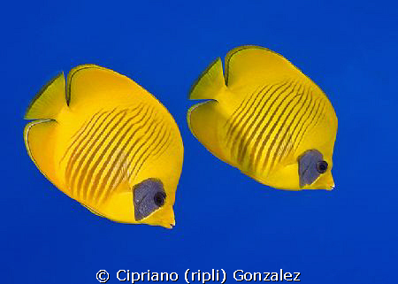 Egiptian wallpaper. South red sea by Cipriano (ripli) Gonzalez 