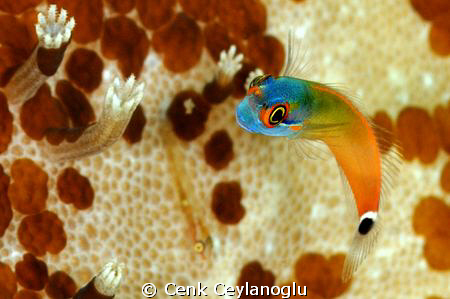 tailspot blenny by Cenk Ceylanoglu 