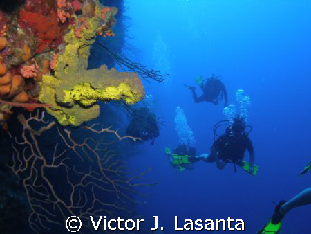 at the edge of the wall green and yellow tube sponge at b... by Victor J. Lasanta 