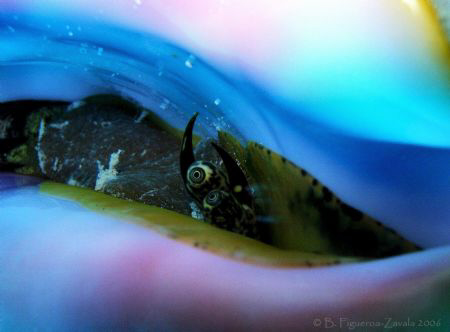 Pink conch in Mexican Caribbean Sea by Baruch Figueroa-Zavala 