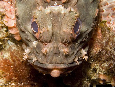 'what you looking at ???" by Dave Baxter 