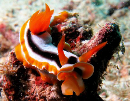 From last Sat.dive. I believed I am improving! by Bernard Maglana 
