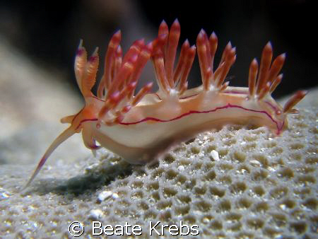 Flabelina,  taken at Wakatobi with Canon S70 and double C... by Beate Krebs 