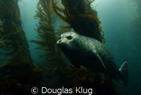 Kelp Forest Glider.

A Harbor Seal drifts in the kelp f... by Douglas Klug 