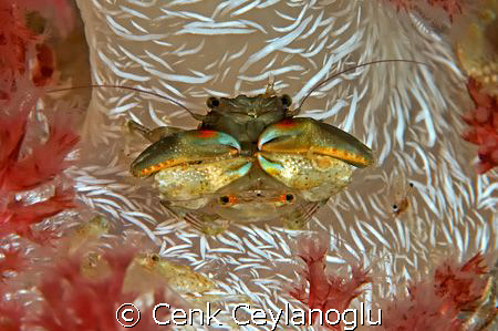 Together forever by Cenk Ceylanoglu 