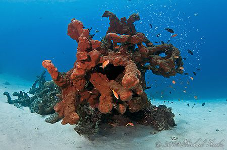 Spong reef by Michael Henke 