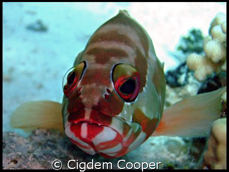 Blacktip grouper by Cigdem Cooper 