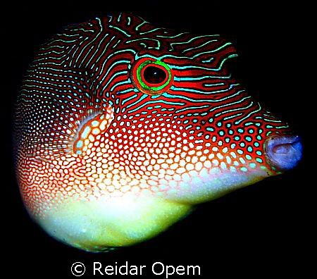 Spotted sharpnose toby (Canthigaster Solandri) by Reidar Opem 