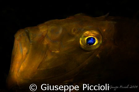 Incredible face by Giuseppe Piccioli 