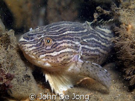 Liparis liparis comes every winter to put there eggs into... by John De Jong 