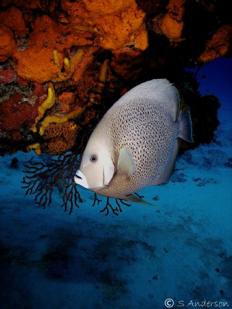 This photo of a Grey Angel was taken while diving on Para... by Steven Anderson 