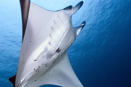 Manta Ray by Erika Antoniazzo 