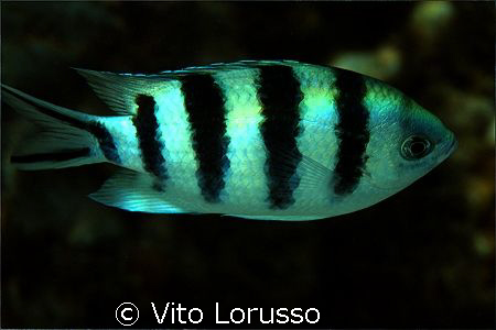 Fishs by Vito Lorusso 