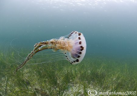 Compass Jellyfish, floating over sea grass.
Connemara.
... by Mark Thomas 