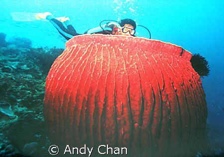 Albatross Boomies - Lombok
Nikonos V with 28mm  SB-103 S... by Andy Chan 