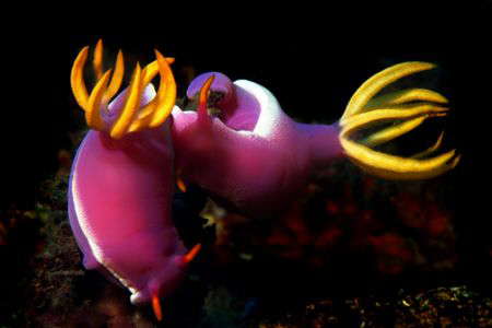 Hypselodoris Bullockii in Lembeh by Michel De Ruyck 