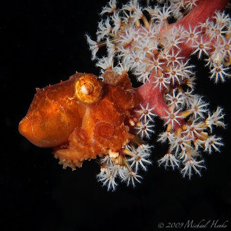 Sleeping Octopus by Michael Henke 