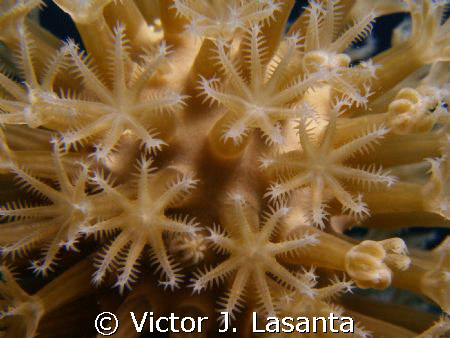 nice octocoral at old buoy dive site in parguera area! PU... by Victor J. Lasanta 