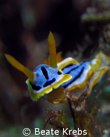 Chromodoris taken at Wakatobi with Canon S70 by Beate Krebs 