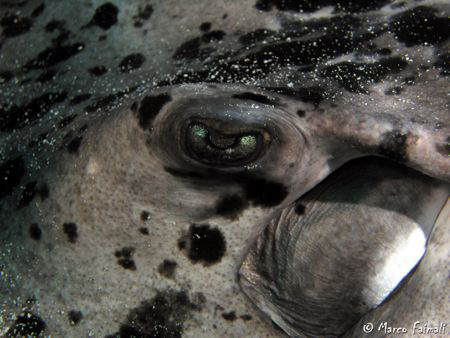 The cold look of stingray

Taeniura meyeni (Black-Blotc... by Marco Faimali 