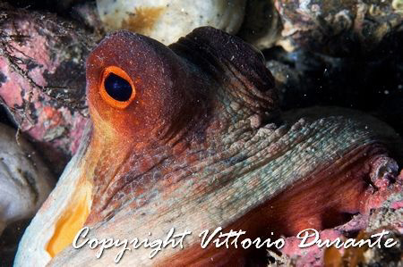 A very small Octopus by Vittorio Durante 