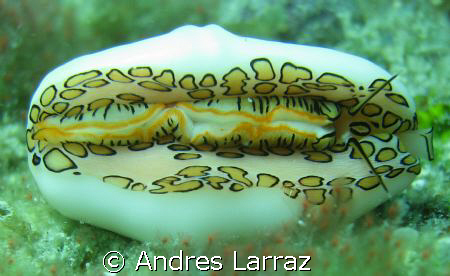 FLAMINGO TONGUE INTROJECTING by Andres Larraz 