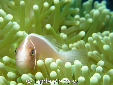 CLOWN FISH - 18 METRES UNDERWATER. USING CANON G9. AM A B... by Linda Plascow 