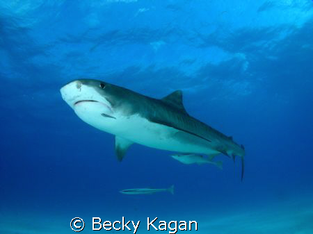 Respect. This large 14 foot female Tiger shark cruised by... by Becky Kagan 