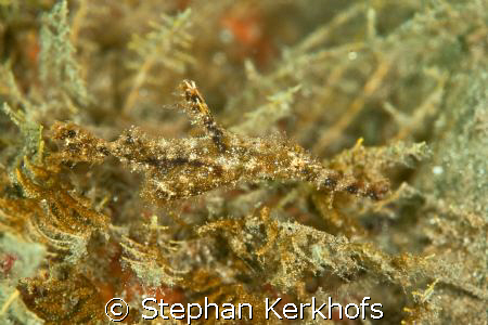 fozzy ghost pipefish (solenostomus leptosomus) in na'ama ... by Stephan Kerkhofs 