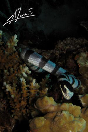 seasnakes are such fascinating subjects... by Adriano Trapani 