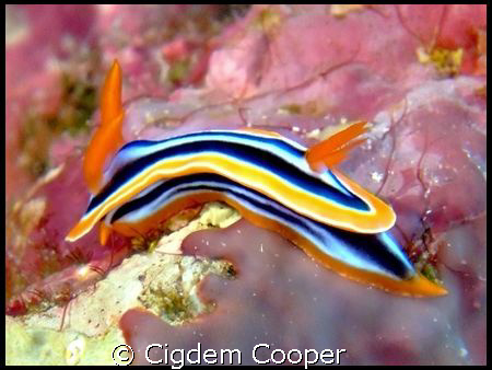 Pjyama chromodorid by Cigdem Cooper 