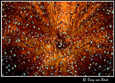 sea urchin by Dray Van Beeck 