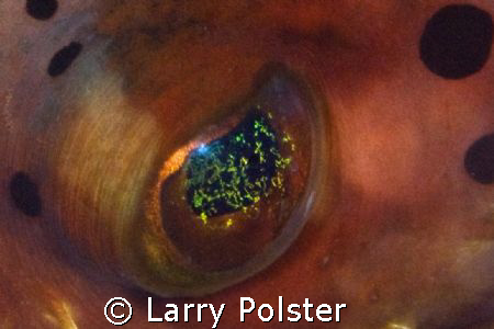 Lightning eye, Burr fish, Curacao by Larry Polster 