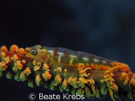 Gobi on a wire coral  taken at WAKATOBI with Canon S70 an... by Beate Krebs 