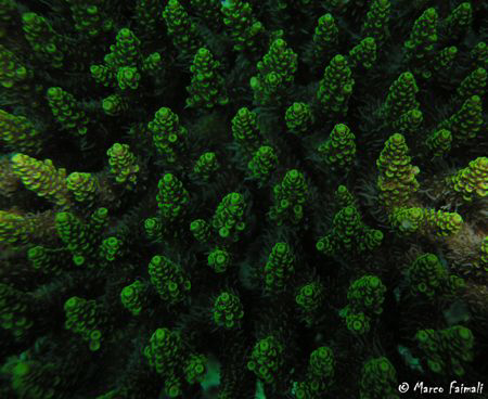 ..flying on coral forest ....

Hard coral  (Acropora na... by Marco Faimali 