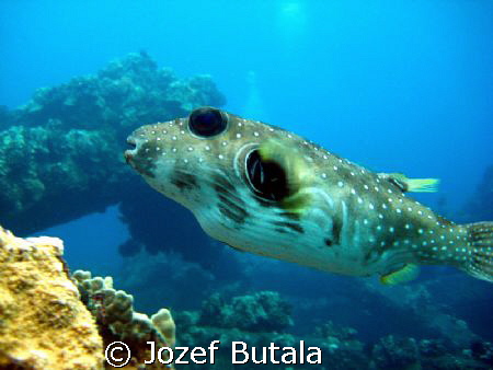 Stripebelly Puffer,Panasonic PV-GS250 by Jozef Butala 