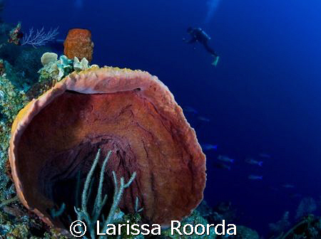 Sponge scene by Larissa Roorda 
