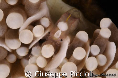 Camouflage! by Giuseppe Piccioli 
